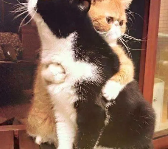 Appartement A Sinos *